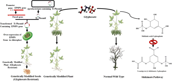 Glyphosate Uptake Translocation Resistance Emergence In Crops Analytical Monitoring Toxicity And Degradation A Review Springerlink