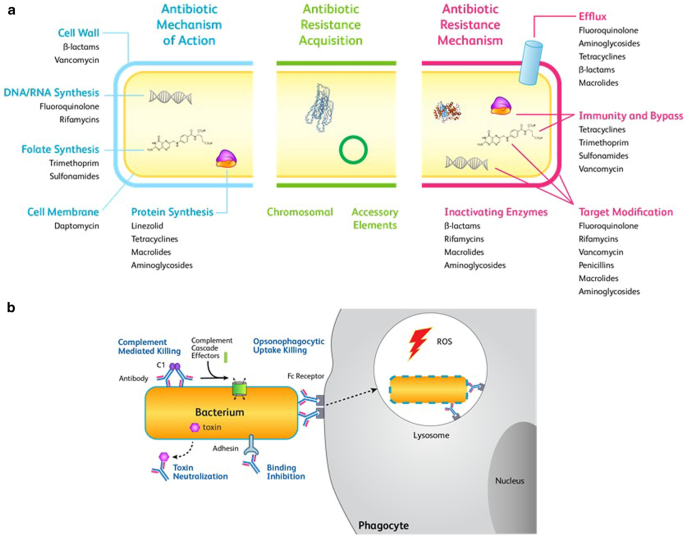 Staphylococcus aureus: a new mechanism involved in virulence and antibiotic  resistance - News from the Institut Pasteur