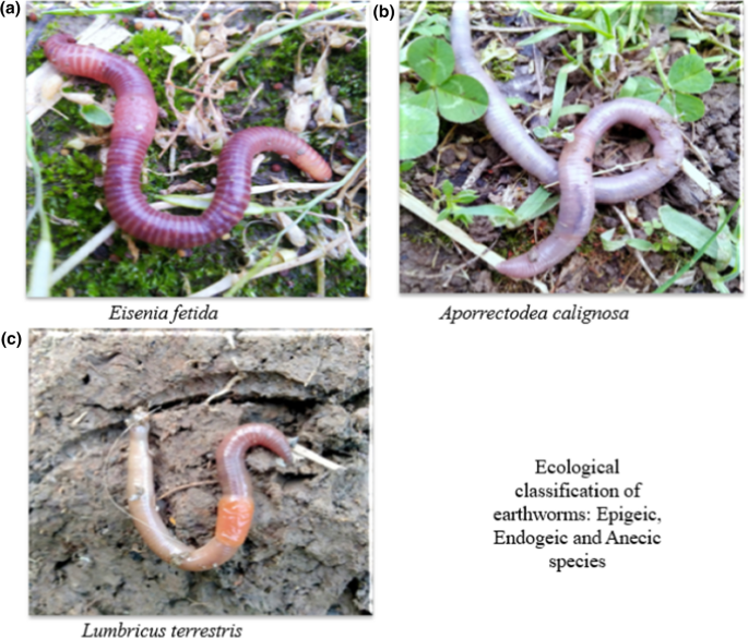 Assessment of pesticide toxicity on earthworms using multiple