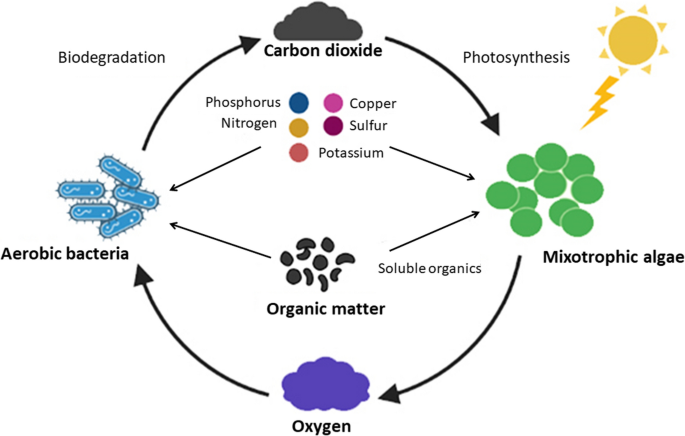 Cultivation of microalgae on liquid anaerobic digestate for depollution,  biofuels and cosmetics: a review | SpringerLink