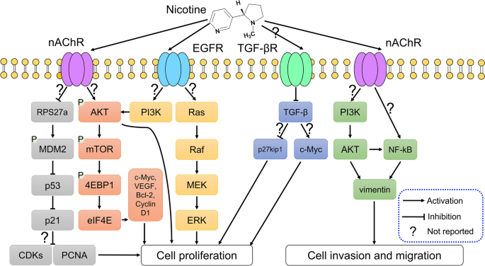 tobacco carcinogenesis Carcinogenicity of nicotine and signal pathways in cancer progression: a  review | Environmental Chemistry Letters