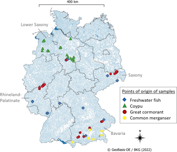 Rodenticide contamination of cormorants and mergansers feeding on 