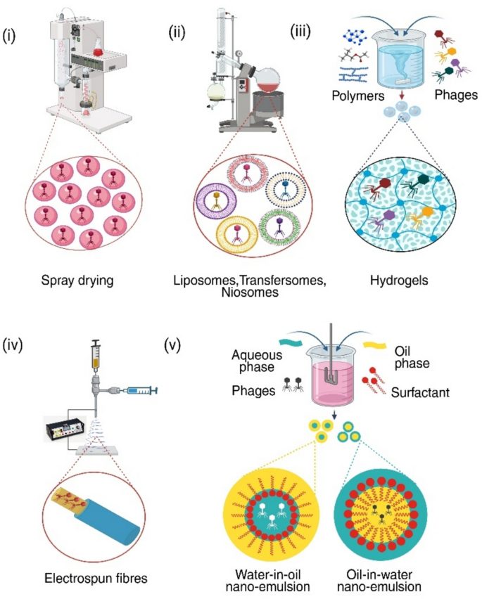 Phage Powder Nanotechnologies for targeted bacteriophage therapy: a review ...