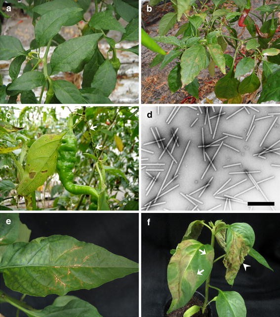 Characterization Of Rehmannia Mosaic Virus Isolated From Chili Pepper Capsicum Annuum In Japan Springerlink