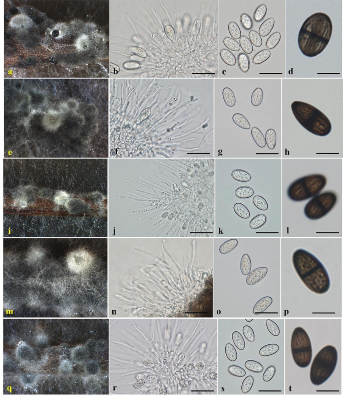 Lasiodiplodia species isolated from Theobroma cacao in the Philippines ...