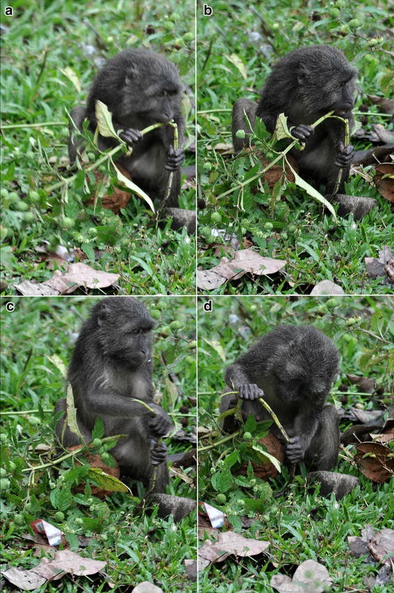 Extractive Foraging And Tool Aided Behaviors In The Wild Nicobar Long Tailed Macaque Macaca Fascicularis Umbrosus Springerlink extractive foraging and tool aided