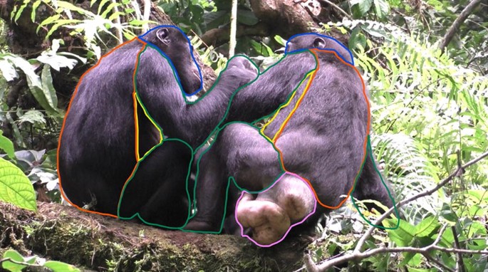 Searching for Bonobo in CongoDaniel's Intimate View of Lomami - Searching  for Bonobo in Congo