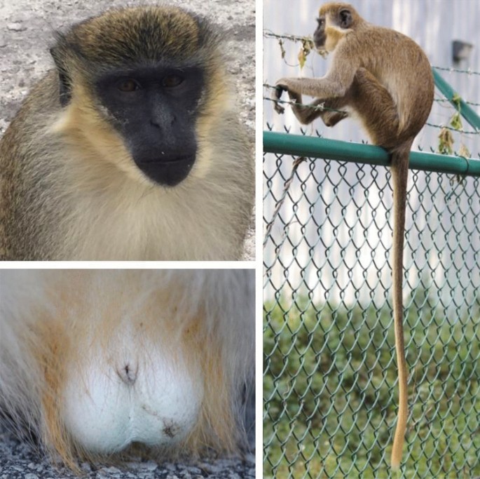 FAU Origin of Monkeys Living Near an Urban Airport for Decades Confirmed