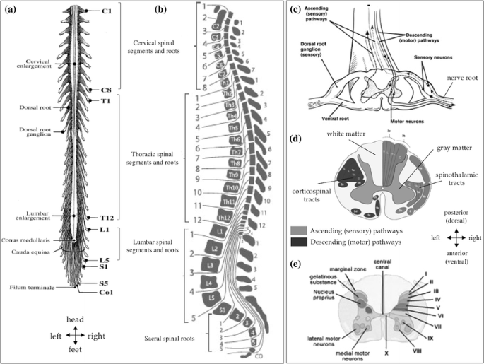 Segmentation Of The Human Spinal Cord Springerlink