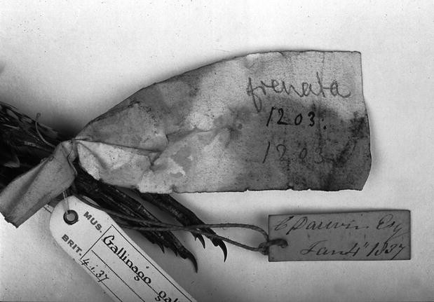 Charles Darwin S Bird Collection And Ornithological Knowledge During The Voyage Of H M S Beagle 11 16 Springerlink