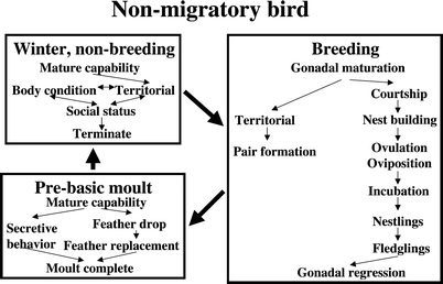 Flexibility In Annual Cycles Of Birds Implications For Endocrine Control Mechanisms Springerlink