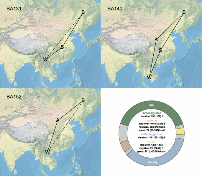 Full annual cycle tracking of a small songbird, the Siberian Rubythroat  Calliope calliope, along the East Asian flyway | SpringerLink