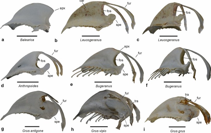 A Skull Of A Very Large Crane From The Late Miocene Of Southern Germany With Notes On The Phylogenetic Interrelationships Of Extant Gruinae Springerlink