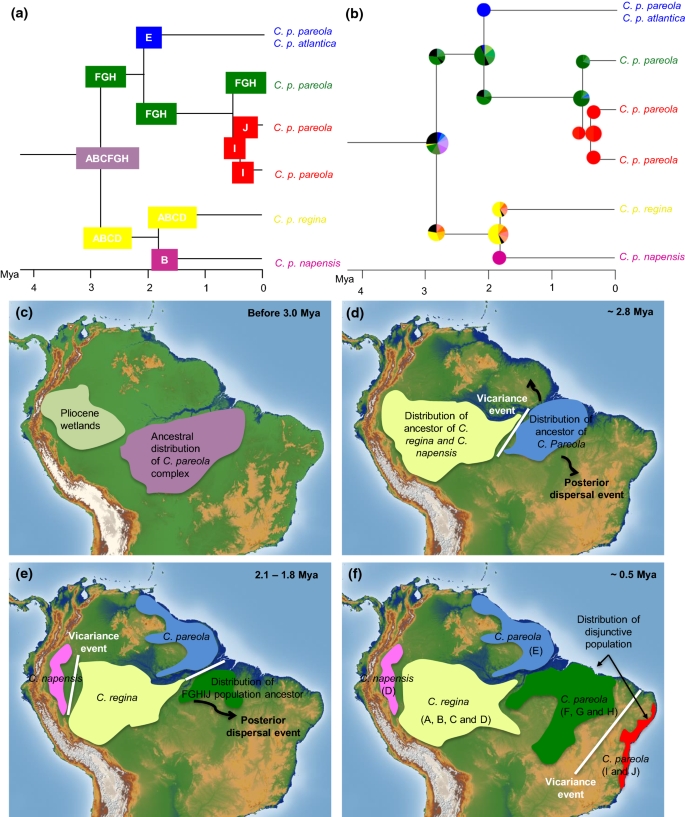 Population history of the Blue-backed Manakin (Chiroxiphia pareola)  supports Plio-Pleistocene diversification in the Amazon and shows a recent  connection with the Atlantic Forest | SpringerLink