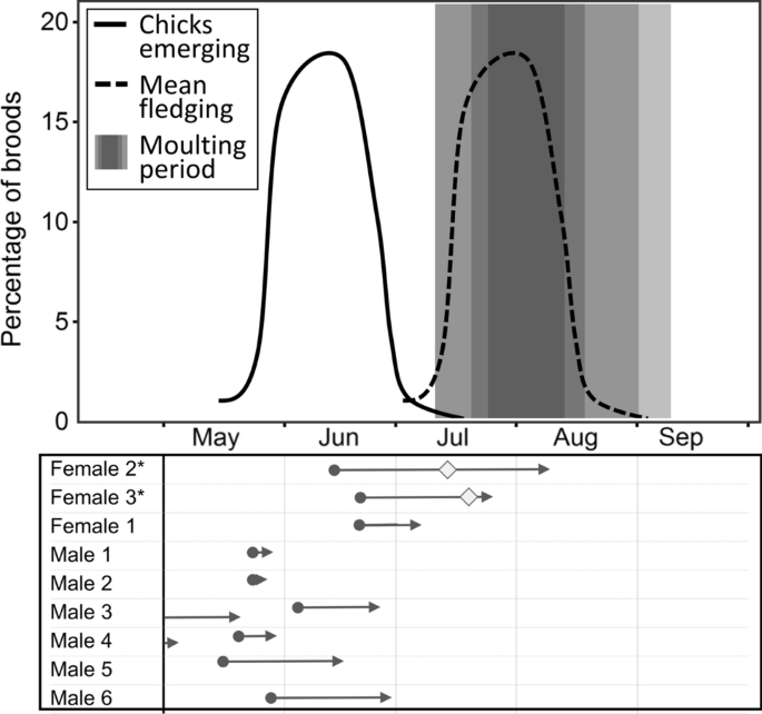 Unusual pattern of skipped or shortened moulting of flight feathers in  late-breeding Common Shelducks | SpringerLink