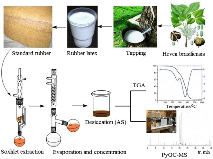 Determination of Molecular Structures of Acetone Solutes from Natural Rubber  by Pyrolysis Gas Chromatography Coupled to Mass Spectrometry | SpringerLink