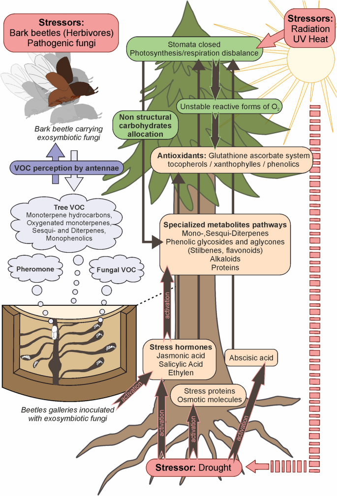 Interactions Among Norway Spruce The Bark Beetle Ips Typographus And Its Fungal Symbionts In Times Of Drought Springerlink