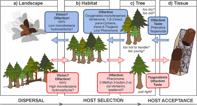 Interactions Among Norway Spruce The Bark Beetle Ips Typographus And Its Fungal Symbionts In Times Of Drought Springerlink
