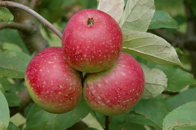 Moderne Apfelzüchtung: Genetische Verarmung und Tendenzen zur Inzucht |  SpringerLink
