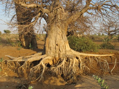 Der Baobab (Adansonia digitata L.): Wildobst aus Afrika für Deutschland und  Europa?! | SpringerLink