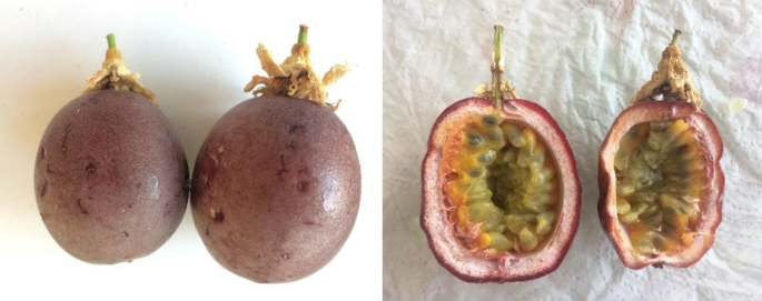 Semi Di Maracujia Passiflora Edulis 10 Pezzi | Varietà Flavicarpa | Produzione 2019 - Foto 7