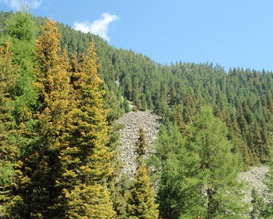 Effects Of The Needle Bladder Rust Chrysomyxa Rhododendri On Norway Spruce Implications For Subalpine Forests Springerlink