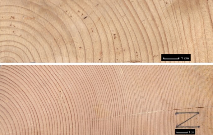 Relevant phenotypic descriptors of the resonance Norway spruce standing  trees for the acoustical quality of wood for musical instruments |  SpringerLink