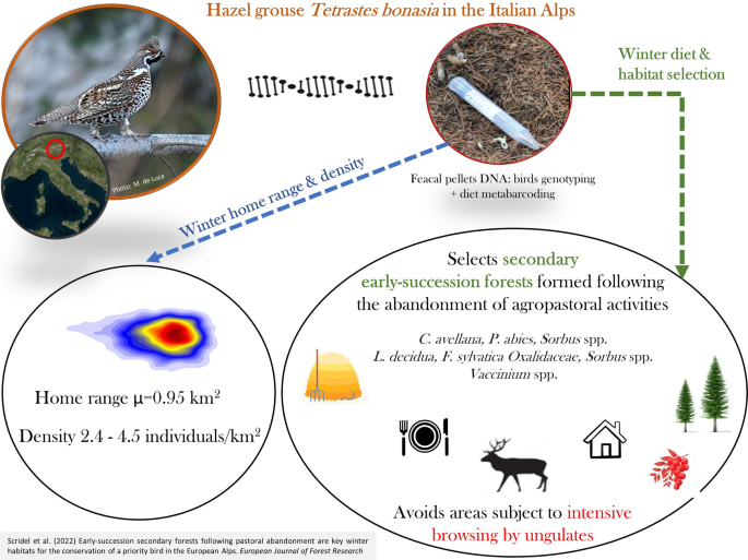 Early-succession secondary forests following agropastoral abandonment are  key winter habitats for the conservation of a priority bird in the European  Alps | SpringerLink