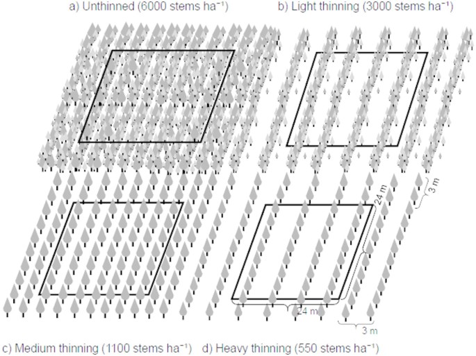 Thinning effects on stand and dominant trees development in a second ...