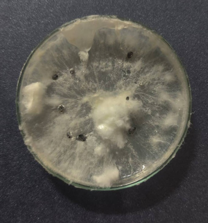 Eco-Friendly Management of Rice Stem Rot Using Talc-Based Formulations ...