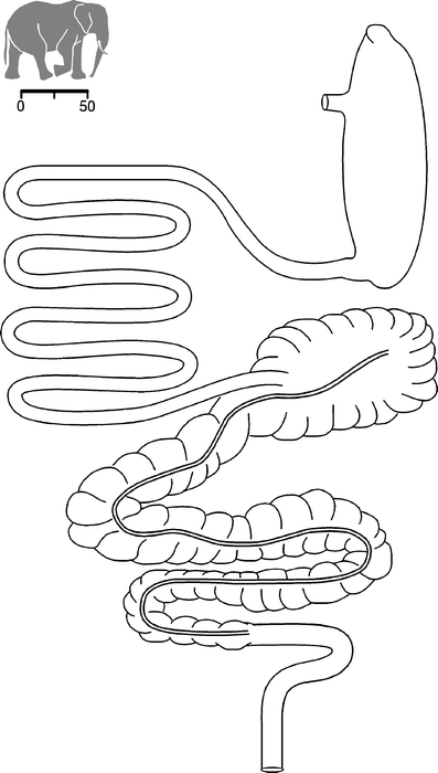 Elephant Digestive System