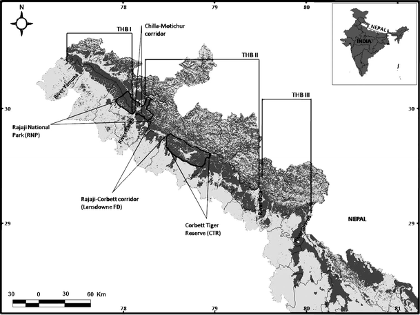 Responses Of Tiger Panthera Tigris And Their Prey To Removal Of Anthropogenic Influences In Rajaji National Park India Springerlink