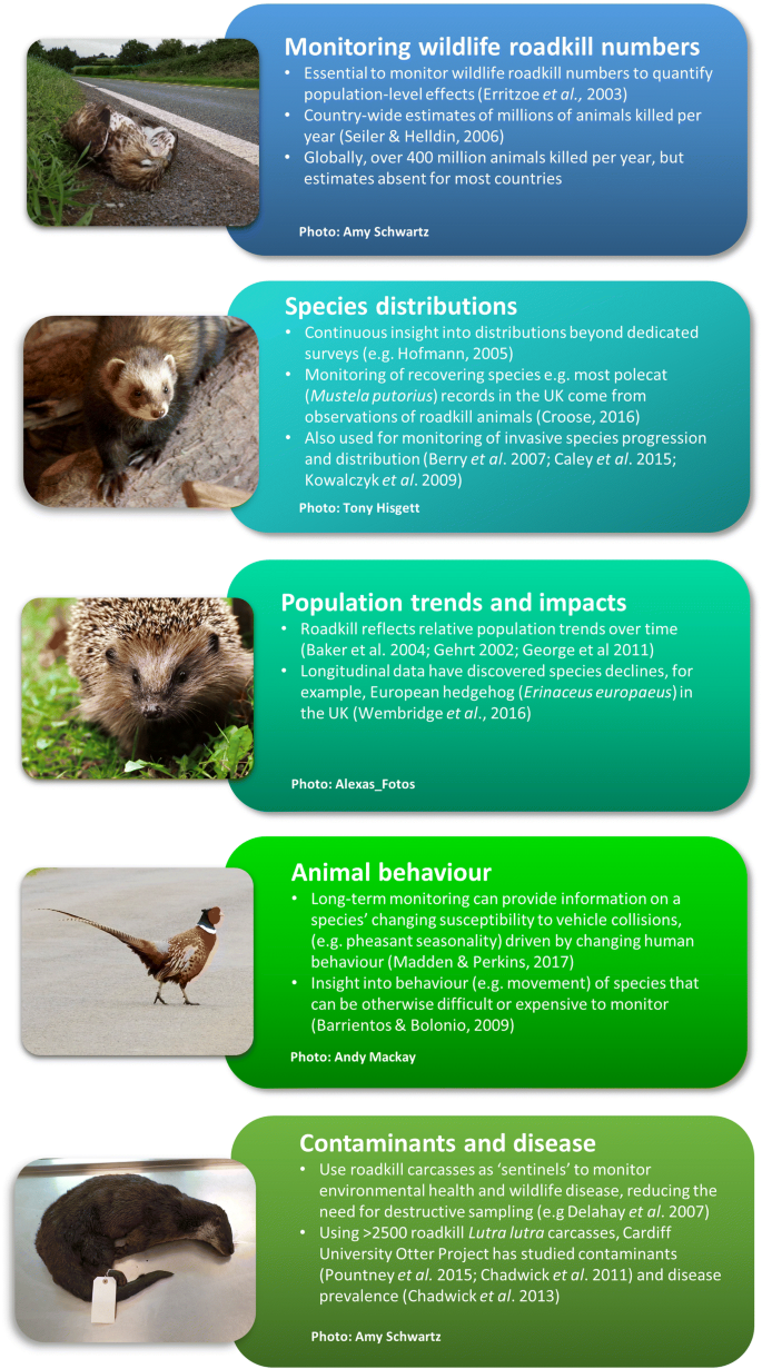 The value of monitoring wildlife roadkill | SpringerLink
