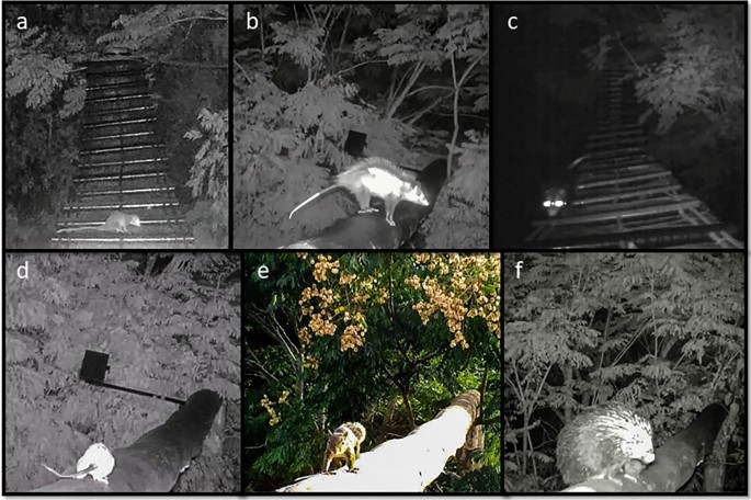 Installation and monitoring of a canopy bridge connecting Atlantic