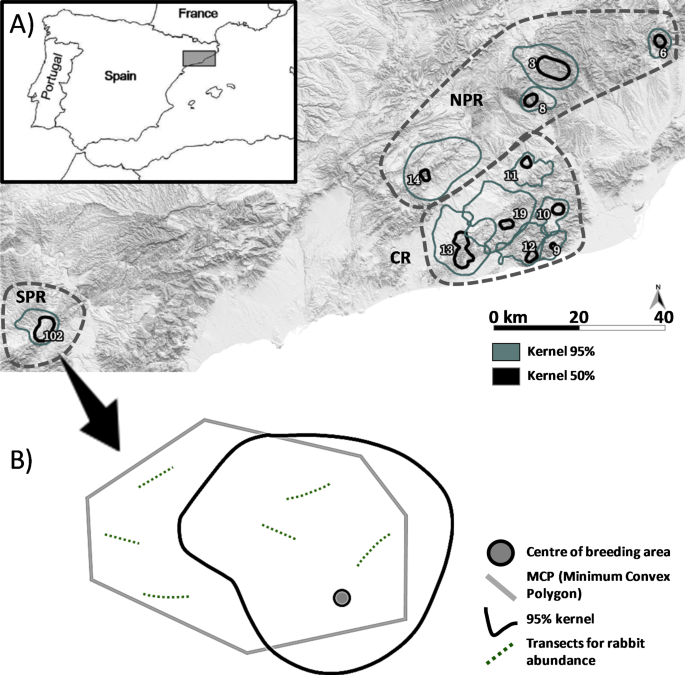 All Raptor Richness Map How does optimal prey abundance shape space use by a territorial raptor ...