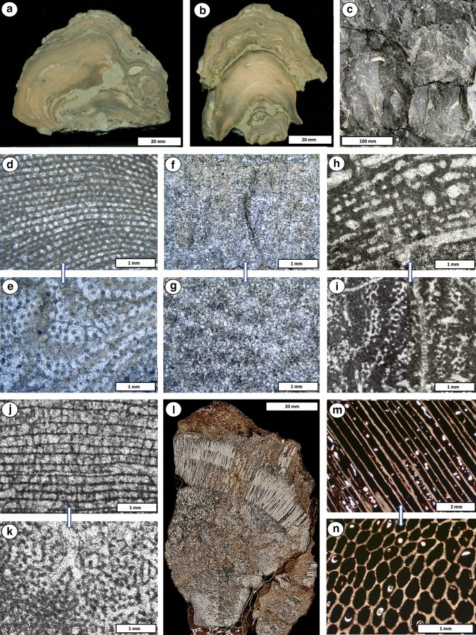 Palaeozoic stromatoporoids and chaetetids analysed using electron  backscatter diffraction (EBSD); implications for original mineralogy and  microstructure | SpringerLink