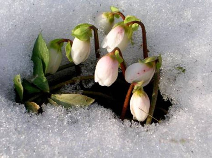 The Snowdrop Wellspring Of Galanthamine Springerlink