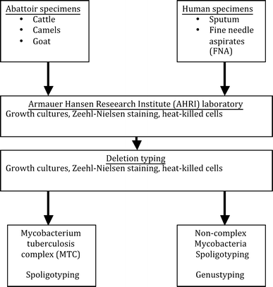 Zoonotic Transmission Of Tuberculosis Between Pastoralists And Their Livestock In South East Ethiopia Springerlink