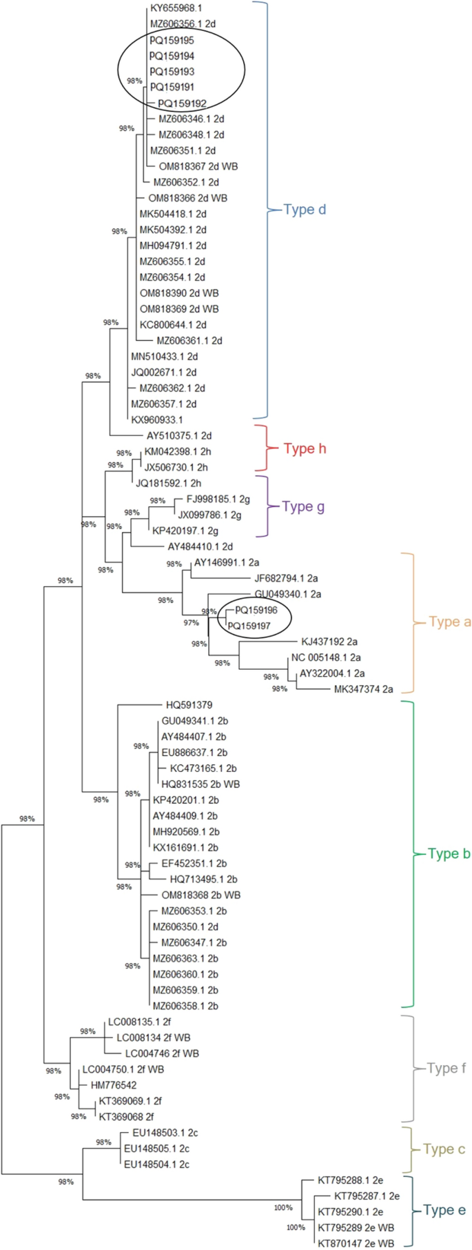 Sus scrofa domestica - Wikipedia, la enciclopedia libre, image size:685x1812