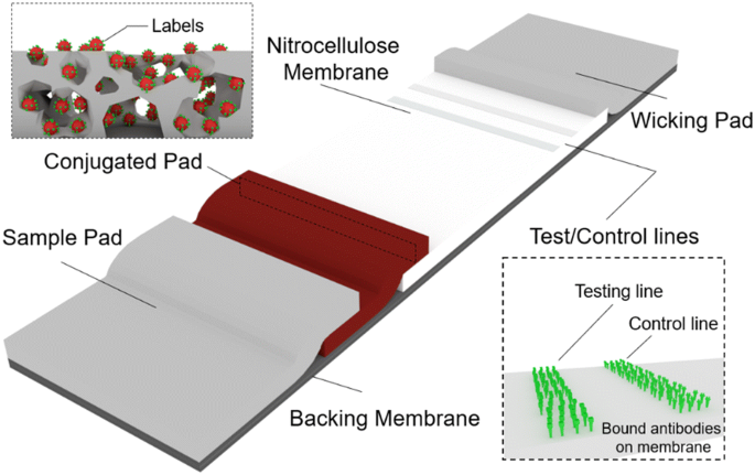 A point-of-care lateral flow assay for neutralising antibodies against  SARS-CoV-2 - eBioMedicine