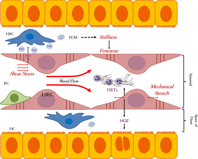 Which of the following best describes the capillary wall structure found in the liver lobules