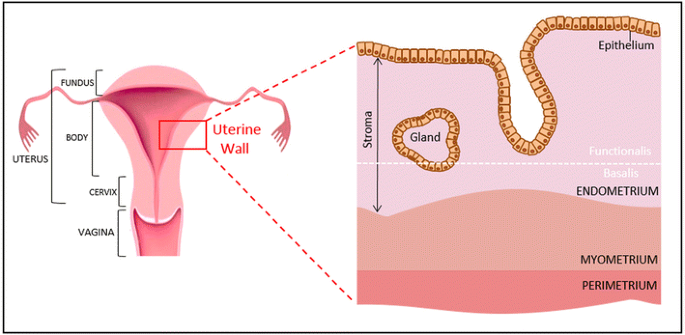 Bioengineering The Uterus An Overview Of Recent Advances And Future Perspectives In Reproductive Medicine Springerlink