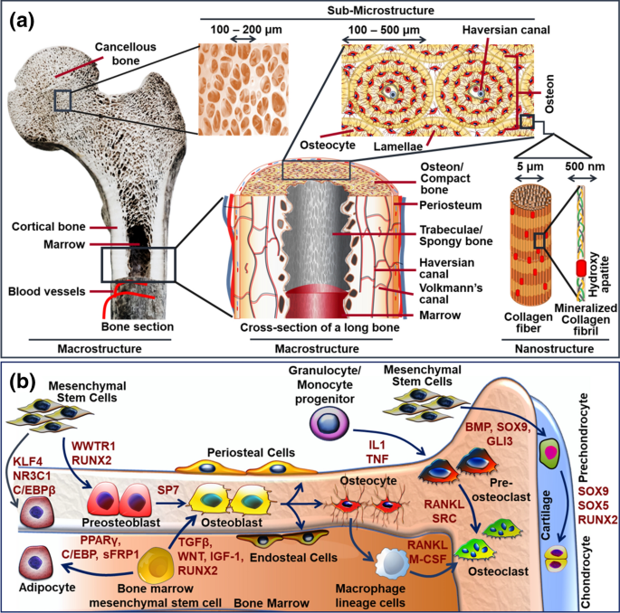 Advances In The Fabrication Of Scaffold And 3d Printing Of Biomimetic Bone Graft Springerlink
