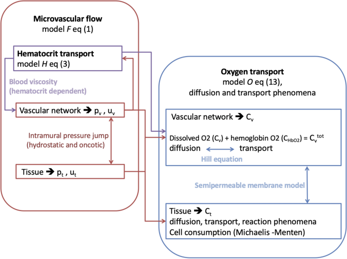 A Mesoscale Computational Model For Microvascular Oxygen Transfer Springerlink A Mesoscale Computational Model For Microvascular Oxygen Transfer Springerlink