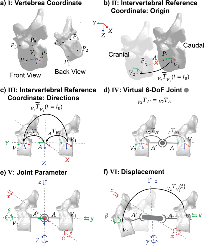 Intravertical Importance of a Systematic Intervertebral Motion Parametrization for in ...