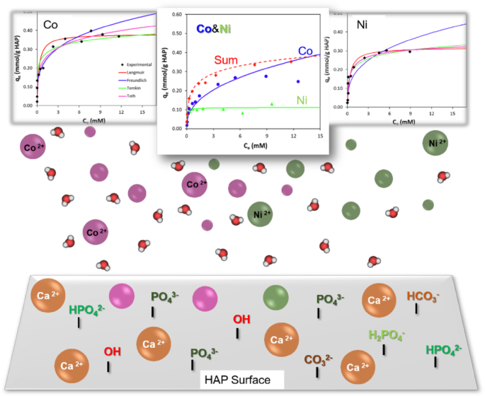 cobalt adsorption on hydroxyapatite