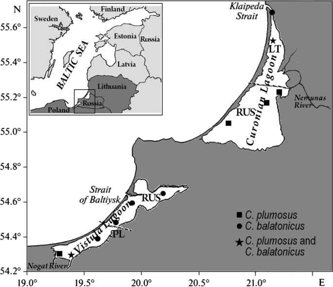 Feeding By Two Closely Related Species Of Chironomus Diptera Chironomidae In South Baltic Lagoons With Implications For Competitive Interactions And Resource Partitioning Springerlink Feeding By Two Closely Related Species Of Chironomus Diptera Chironomidae In South Baltic Lagoons With Implications For Competitive Interactions And Resource Partitioning Springerlink