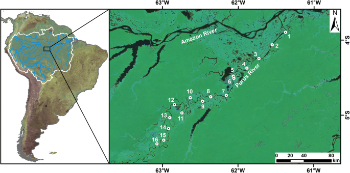 Trophic ecology of benthic fish assemblages in a lowland river in the  Brazilian Amazon | SpringerLink