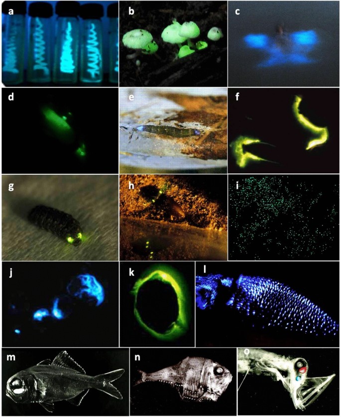 Bioluminescence in aquatic and terrestrial organisms elicited through  various kinds of stimulation