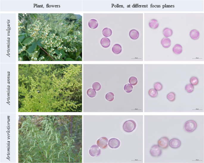 The late flowering of invasive species contributes to the increase of  Artemisia allergenic pollen in autumn: an analysis of 25 years of  aerobiological data (1995–2019) in Trentino-Alto Adige (Northern Italy) |  SpringerLink